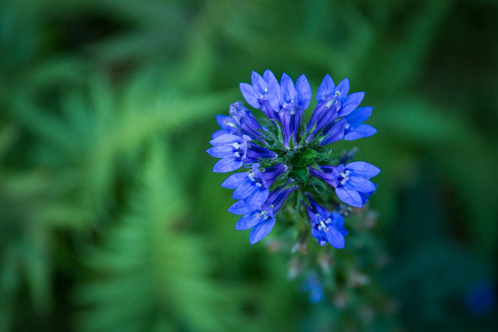 Beatrix Farrand Society Membership, Farrand Friend