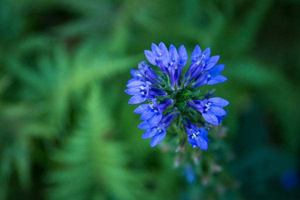 Beatrix Farrand Society Membership, Farrand Friend